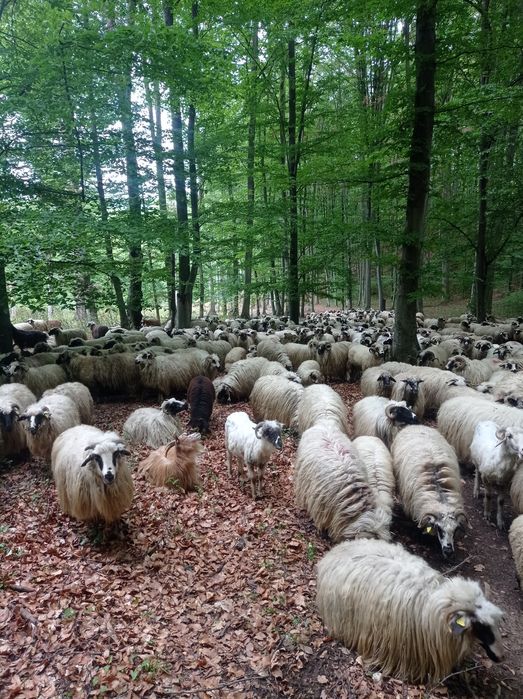 Vând 60 oi dau și pe alese