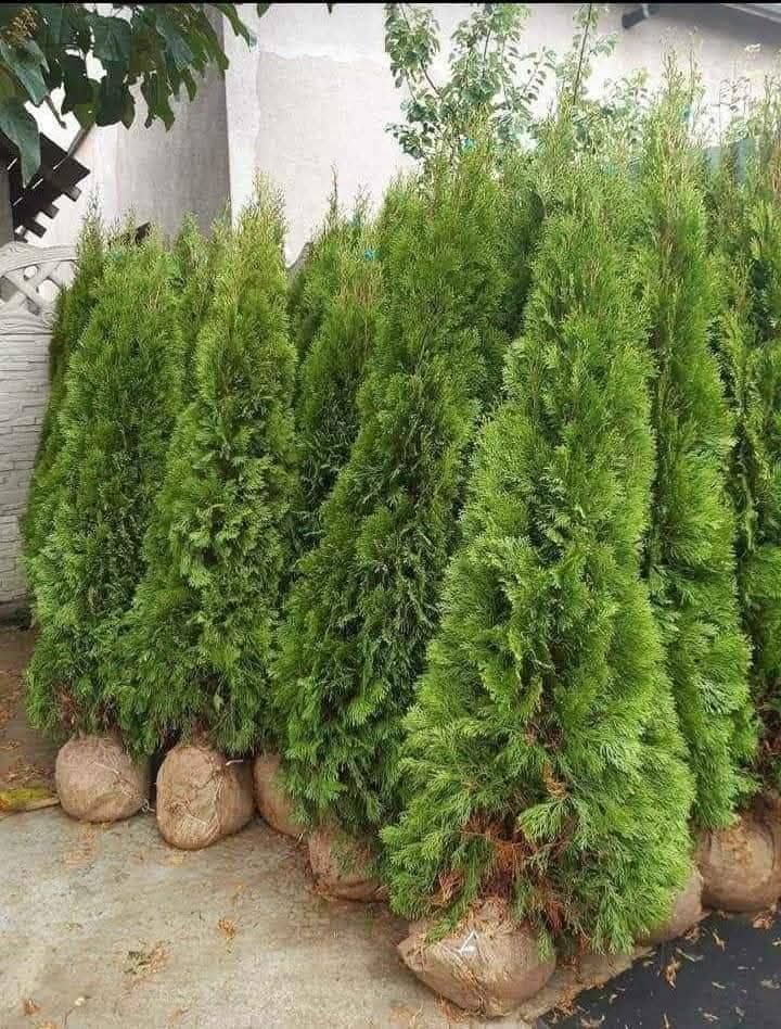 Vând tuia leylandii chiparos