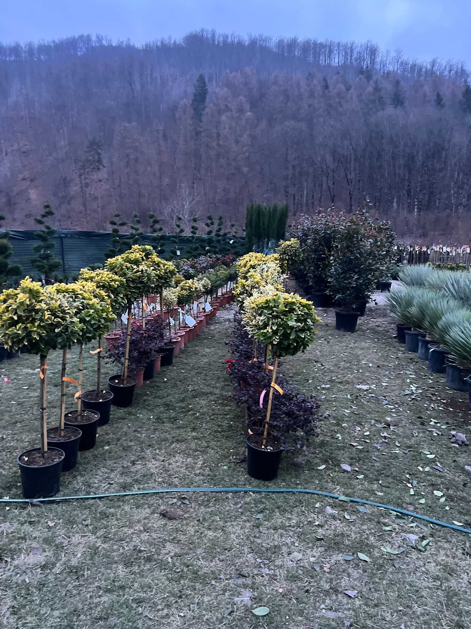 Olea Europaea – Măslini Seculari cu trunchi impresionant