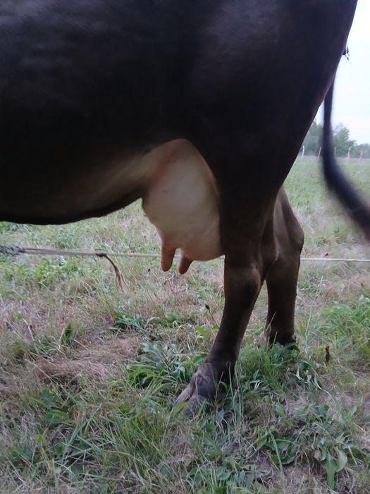 Vaca bruna , 8 ani f bună de lapte