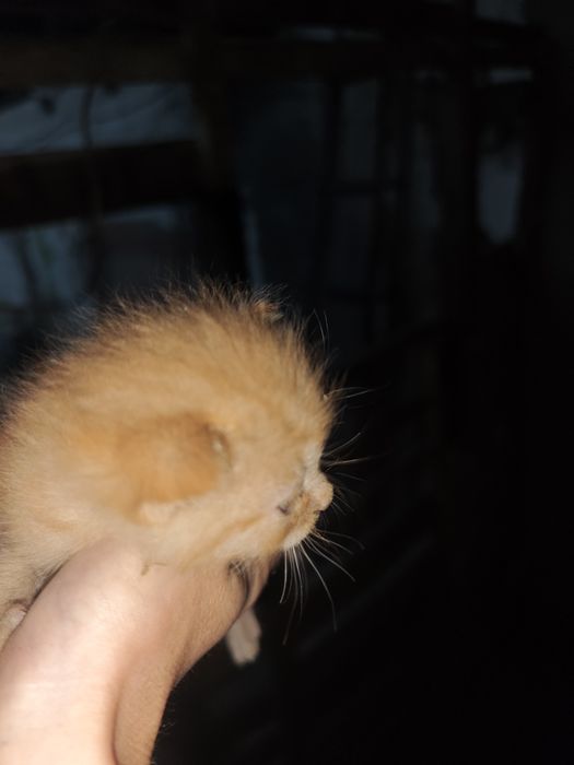Отдам котят в хорошие и добрые руки