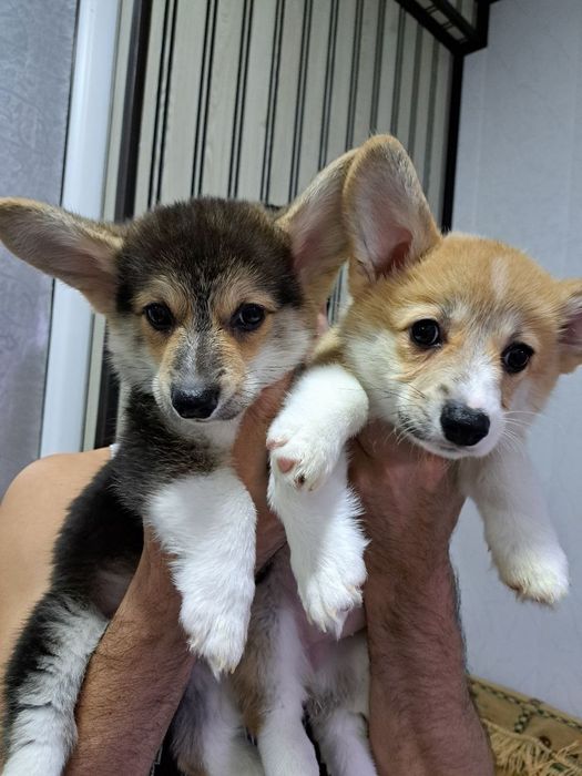 Здравствуйте продаются шикарные щенки Корги вельш Пемброк
