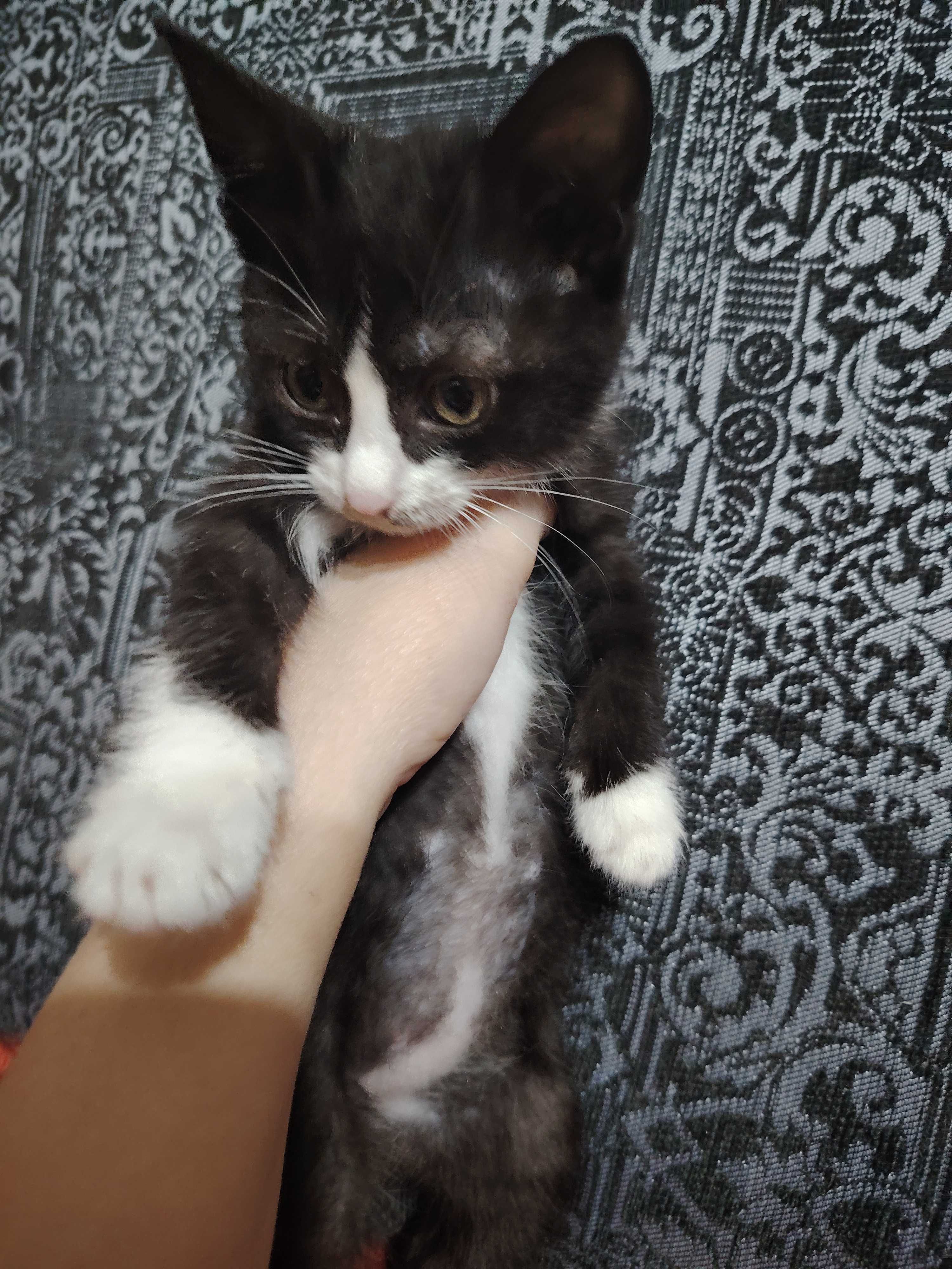 Отдам котёнка в хорошие руки
