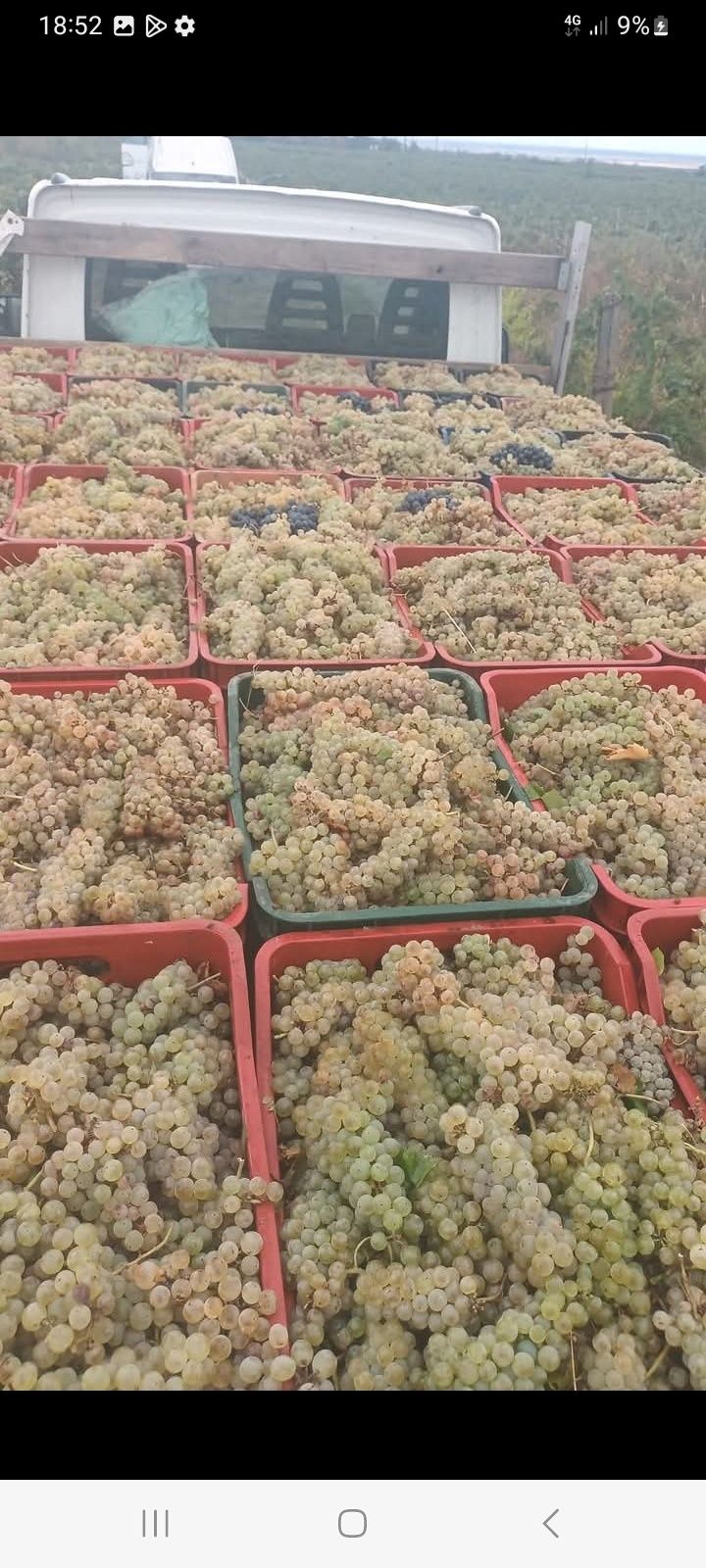 Struguri de vin producția 2025 sunați