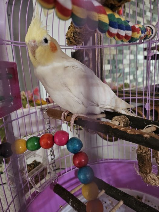 Vând papagal nimfa mascul