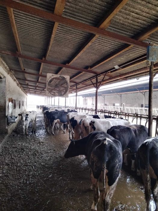 Femele- Holstein, cu gestatie avansata