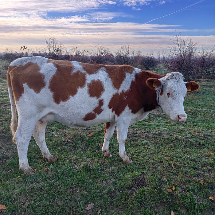 Vacă bălțată de vanzare