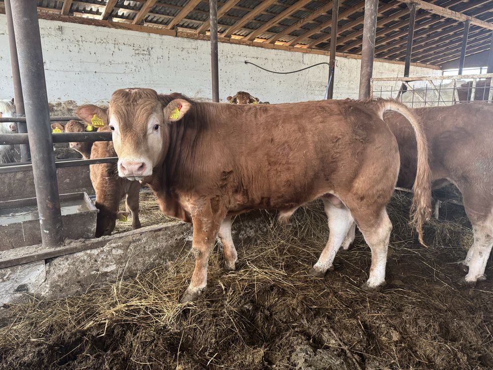 Tauras Limousin /limuzin cu pedigree