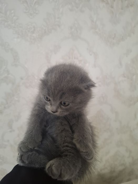 Продам милых котят