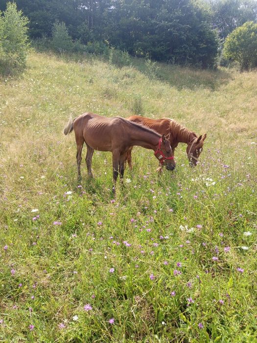 Cai pur sânge arab și cal de sporrt romanesc