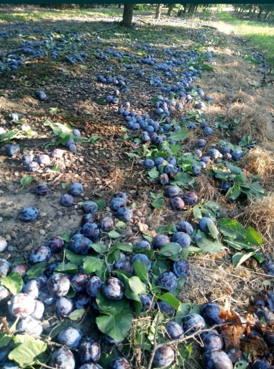 Prune pentru țuică producție 2025