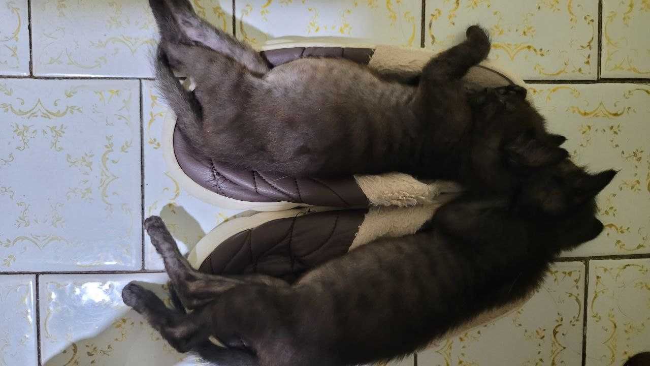 отдам в хорошие руки