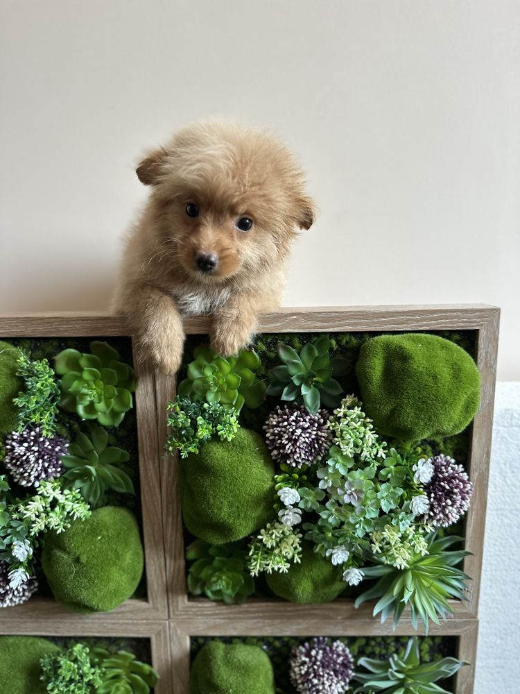 Pomapoo/Той Пудел
