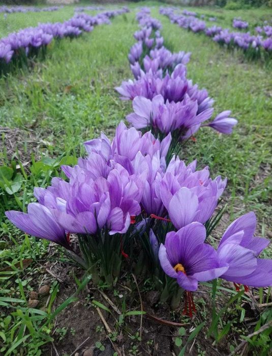 Продава се Къща в с. Пънчево, Област Бургас - 150 кв.м за 234 €/кв.м - Снимка #9