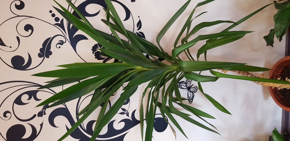 Yuka planta decorativa