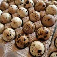 Продам перепилиные яйца