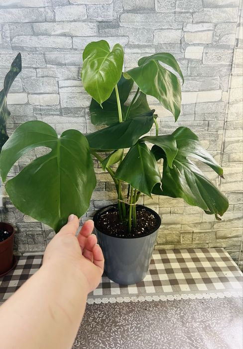 Продается монстера