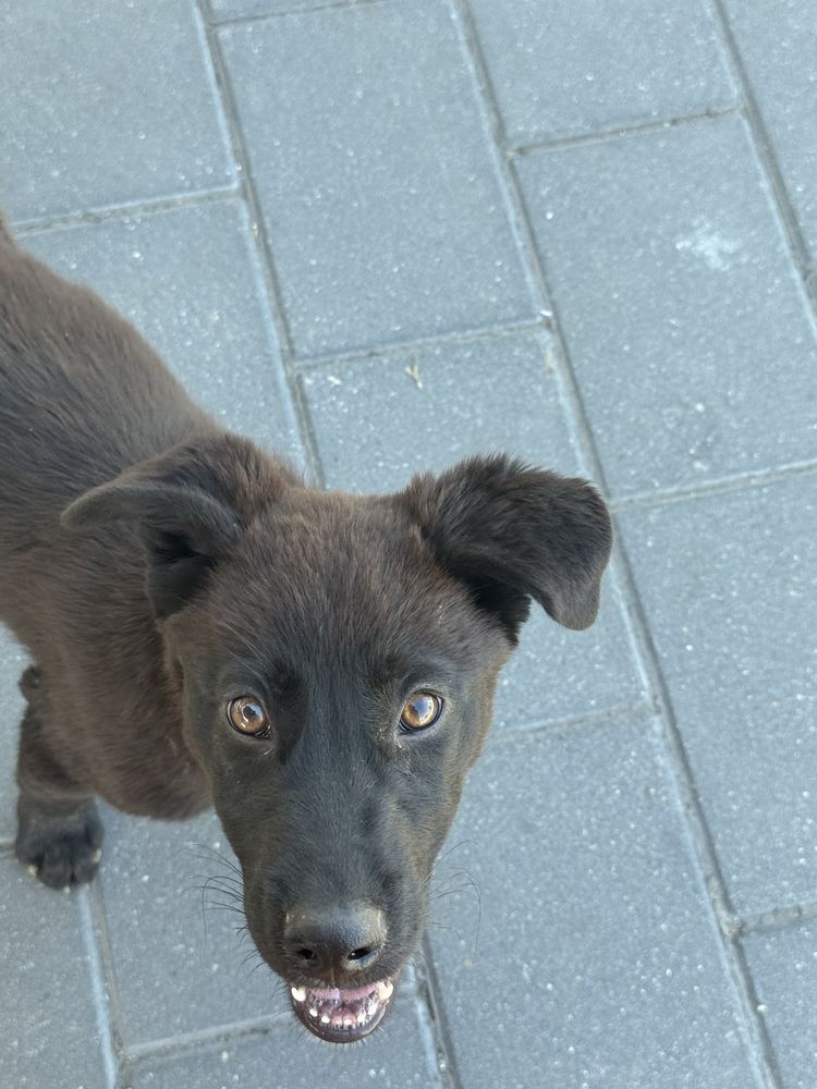 Pui de caine pentru adoptie