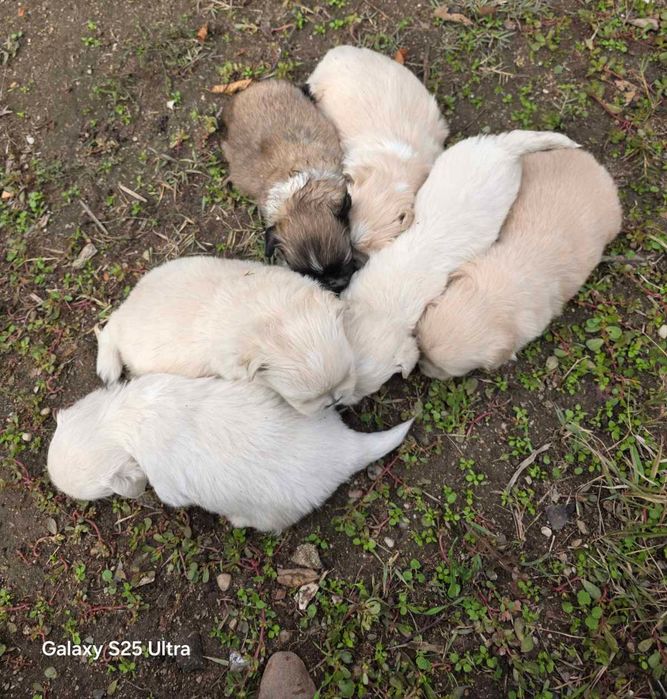 Продавам Пекинези