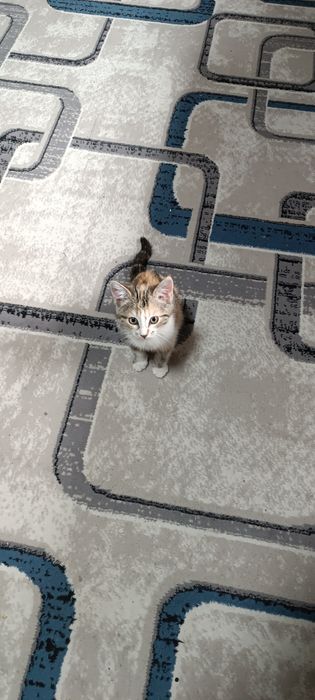 Отдам котят в хорошие руки мальчик и девочка