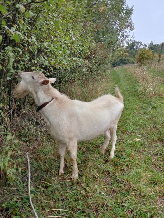 De vânzare țap sanen vârstă 2 ani
