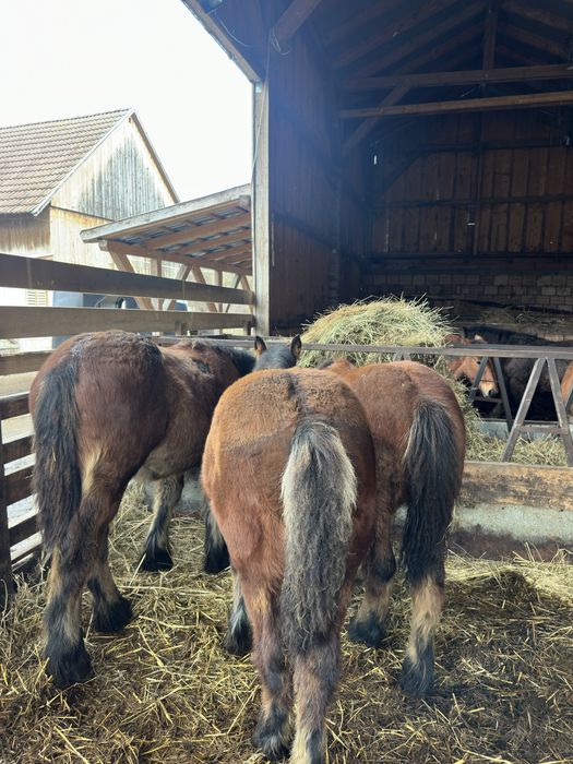 Armăsar și iapă mânji