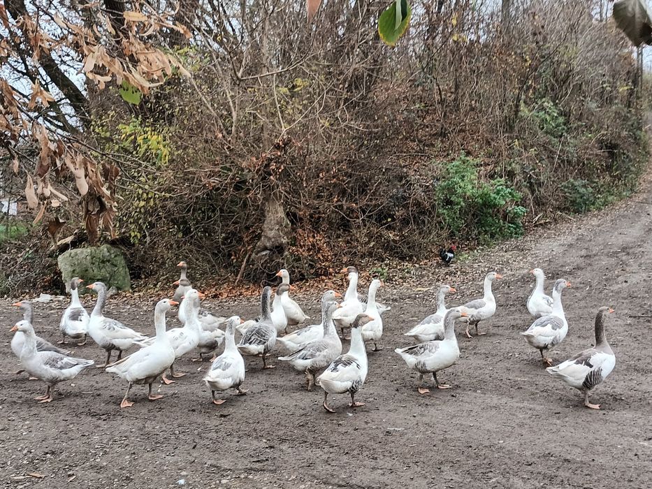 Vând 10 gâște ,200 lei bucata