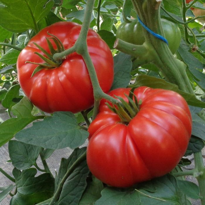 50 Seminte de Tomate Brutus - rosii gigant timpurii