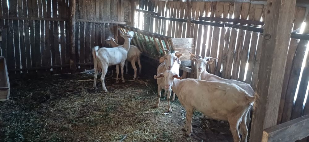 Vand 21 capre pret negociabil