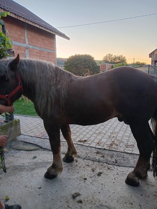 Vand armasar in varsta de 3 ani