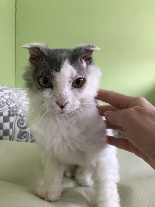 Любимые животные