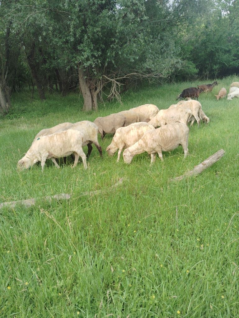 Vând 170 de oi și 40 de capre.
