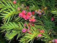 Tisa (Taxus bacata)