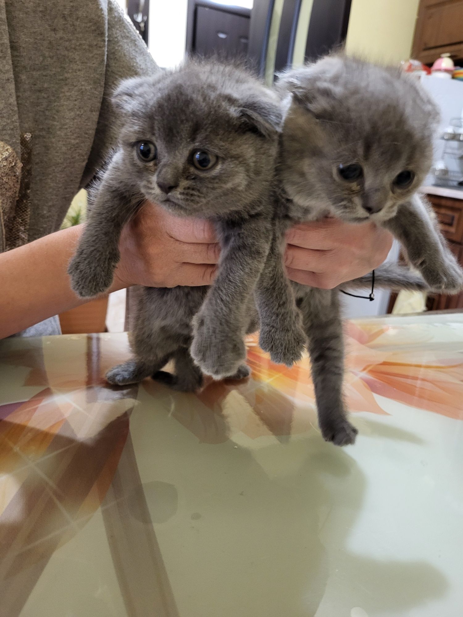 Британско клепоухо коте