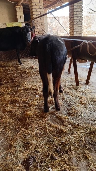 Sirgr bolasi novoscha