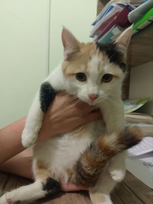 Пристраиваются котята