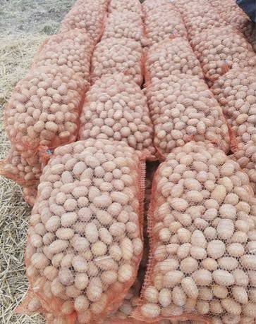 Cartofi pentru animale 1 leu kg