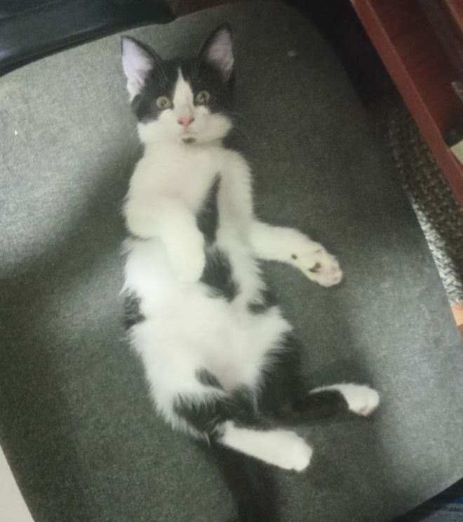 Котёнок девочка 2,5 месяцев