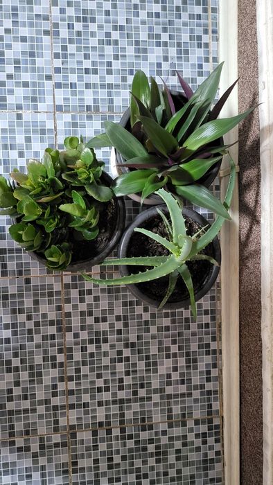 Продам комнатные цветы