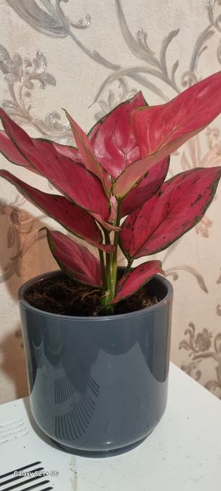 Продам цветок аглонема