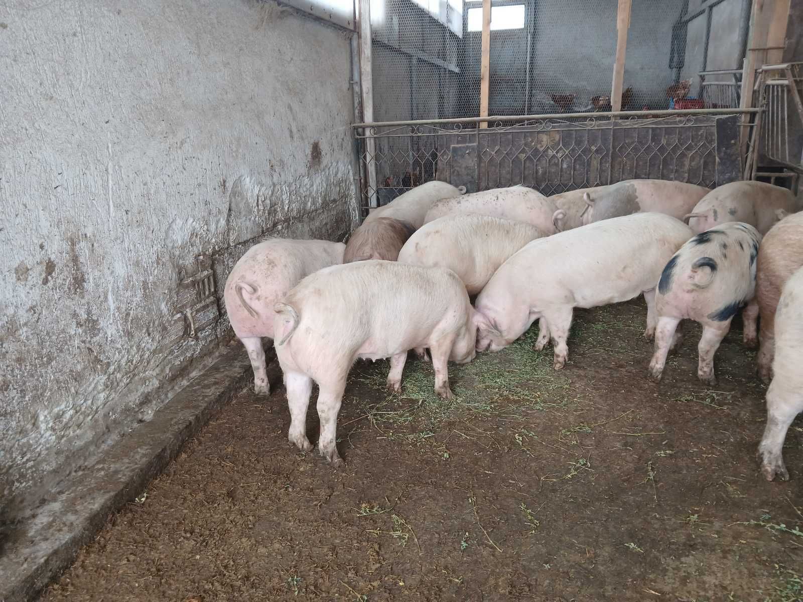 Продавам БИО прасета за клане или домазлък