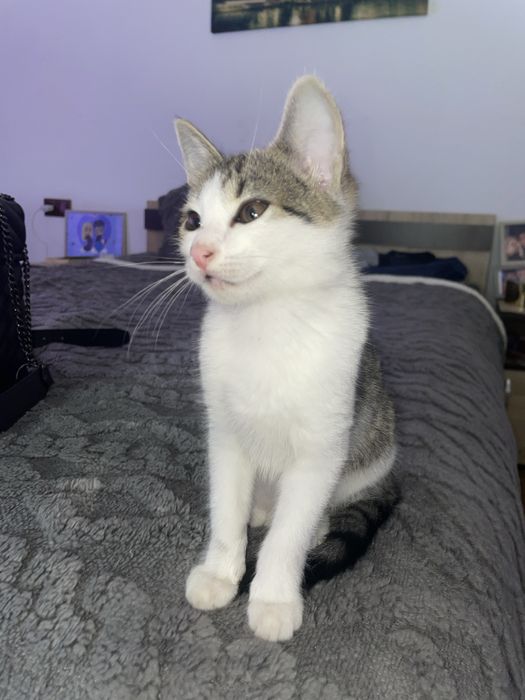 Pisicuță drăgalașă spre adopție!
