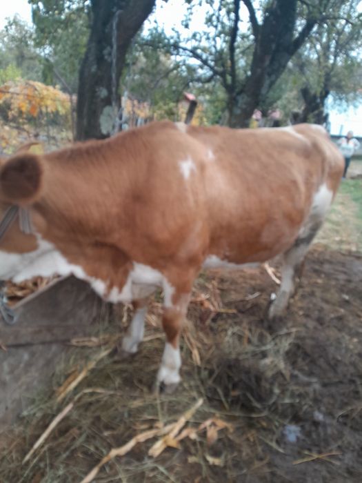 Vând vacă de rasă bălțata românească