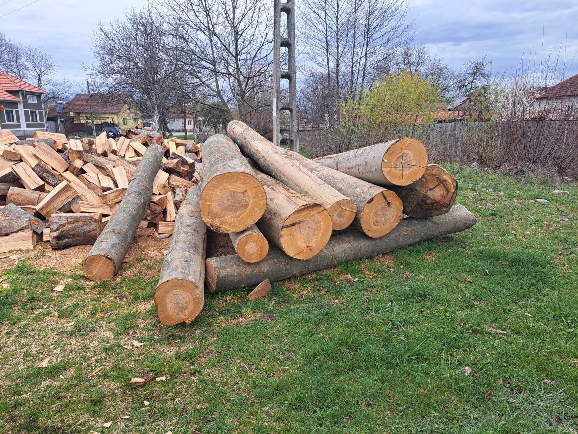 Vand Lemne de foc, fag,
