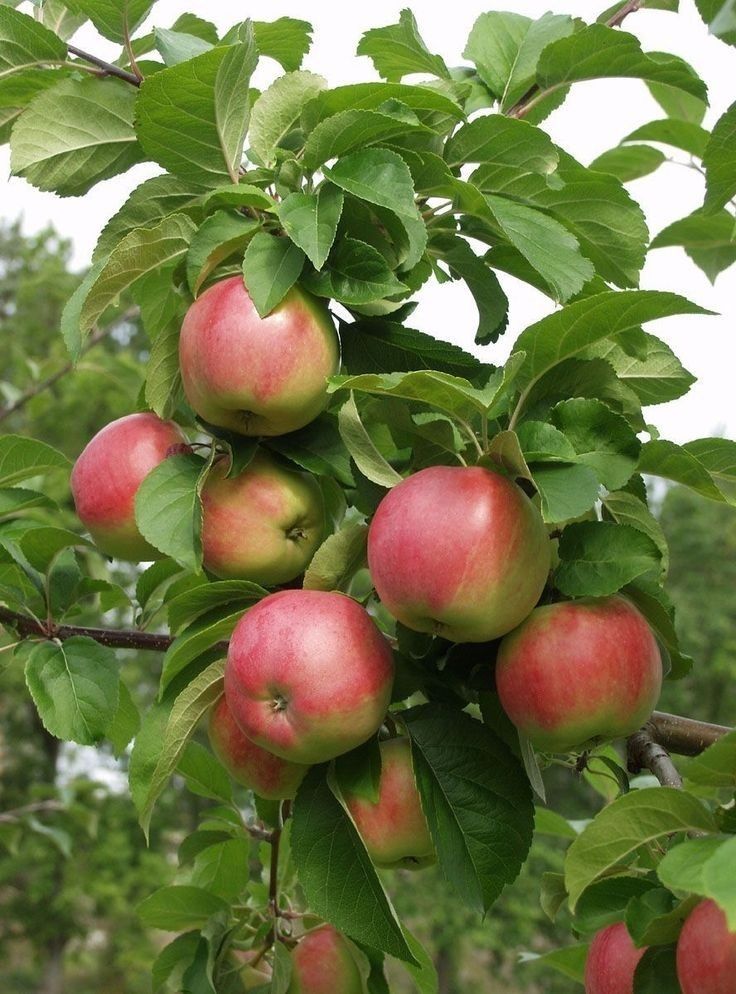 Pomi Fructiferi Pitici Dwarf (Măr )