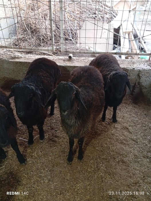 Кучкорлар сотилади тезда семиз сифатли йош хурон чиройли!