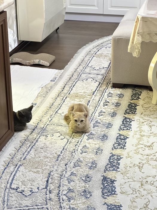 Шотландские кошки