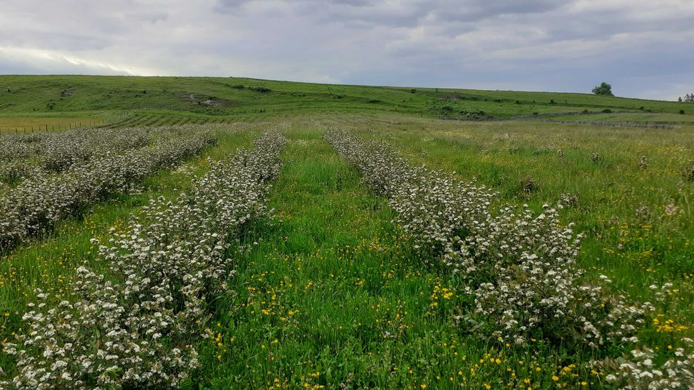 Livada de  Aronia pe 2 Ha