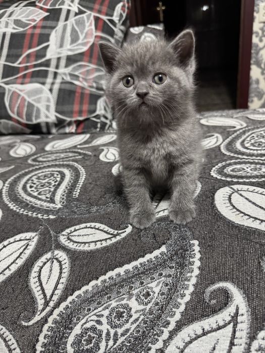 Продается котенок скоттиш страцт девочка