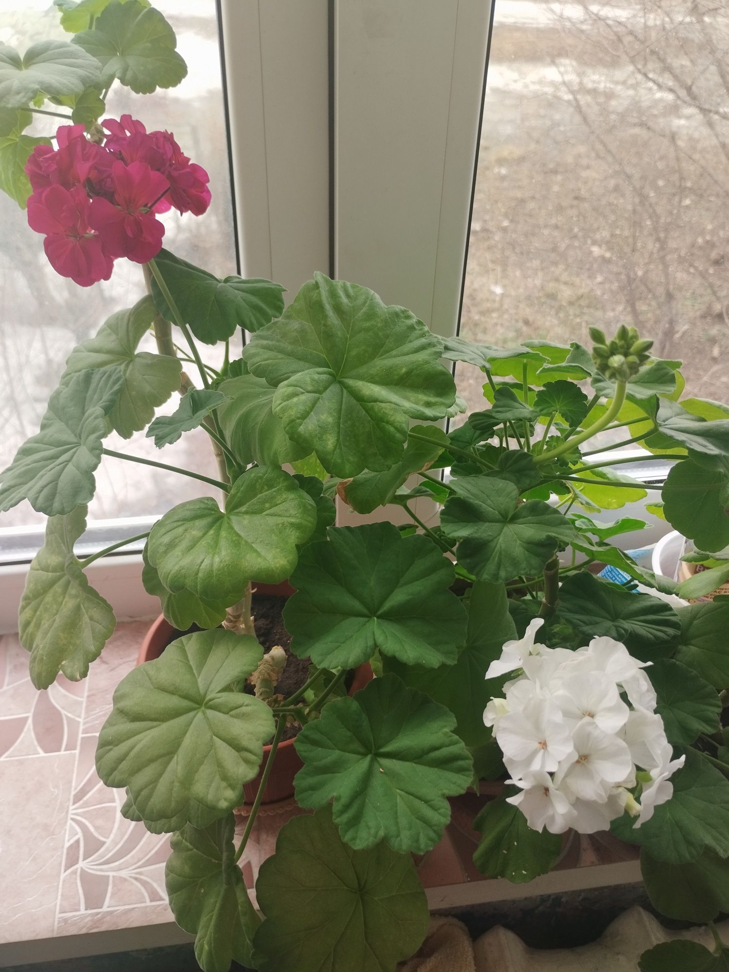 Продам герань,  толстянка,